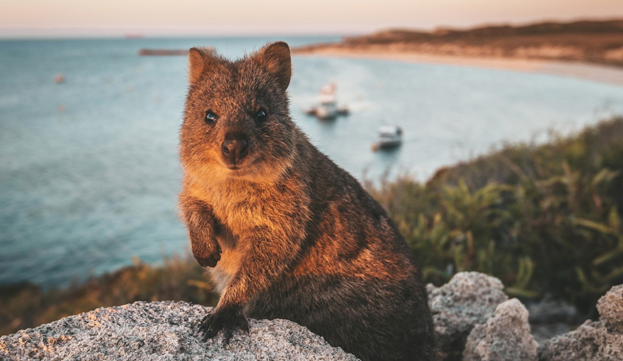 Verbindungen zu 35 Zielen in ganz Australien