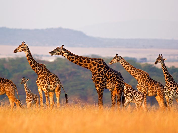 Africa