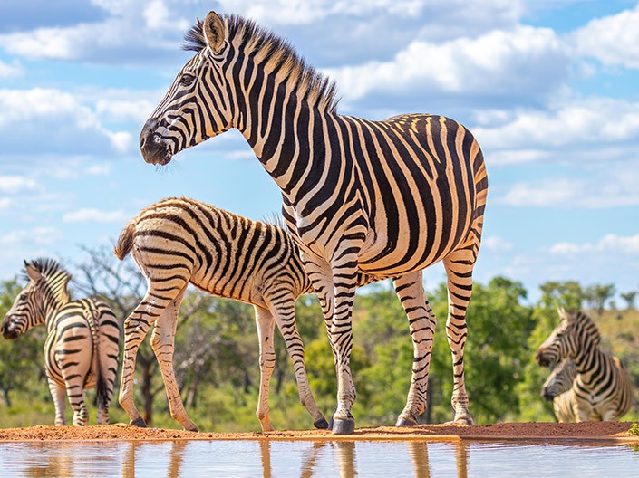 Your ultimate African safari awaits image