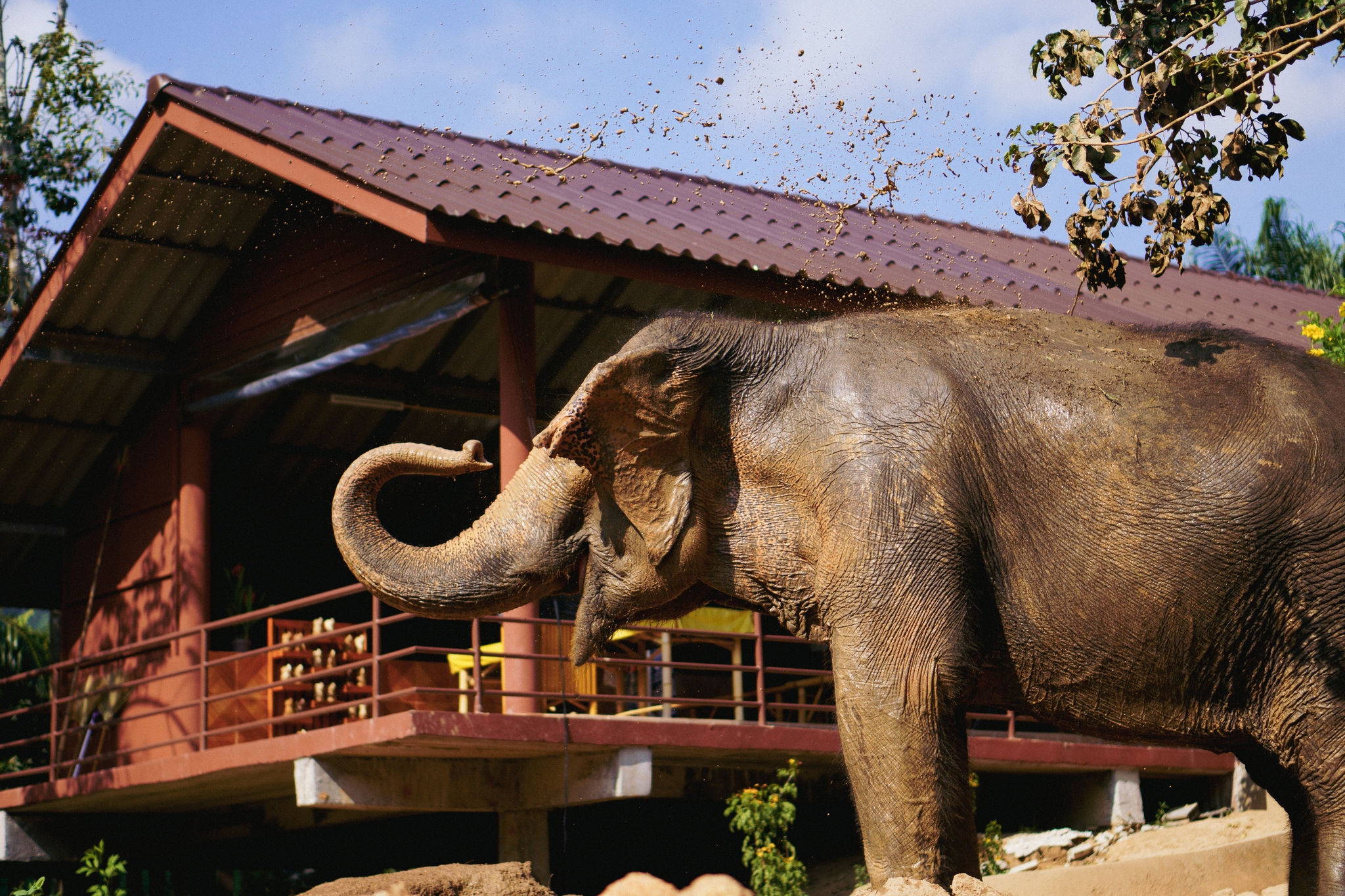 The elephant is a national symbol
