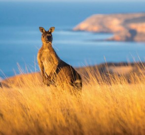 Sagittarius: Brisbane, Australia