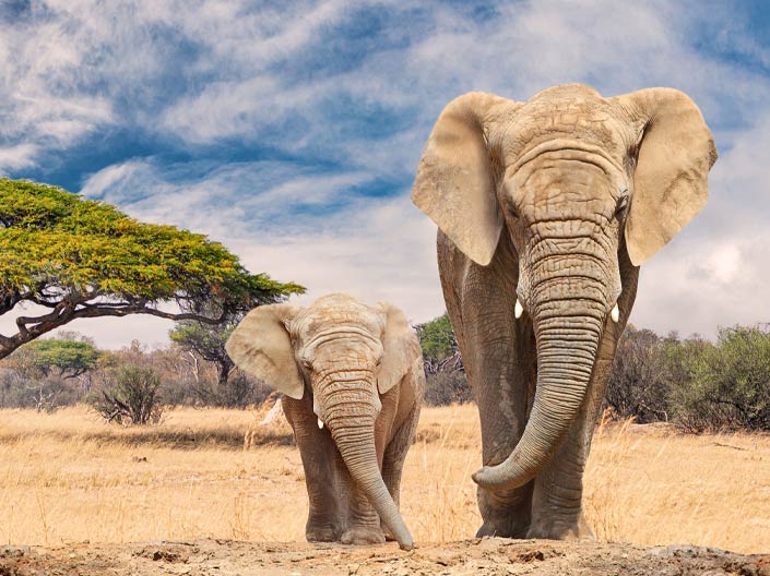 Le plus grand rassemblement d’éléphants d’Asie image