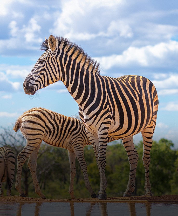 Majestic Africa image