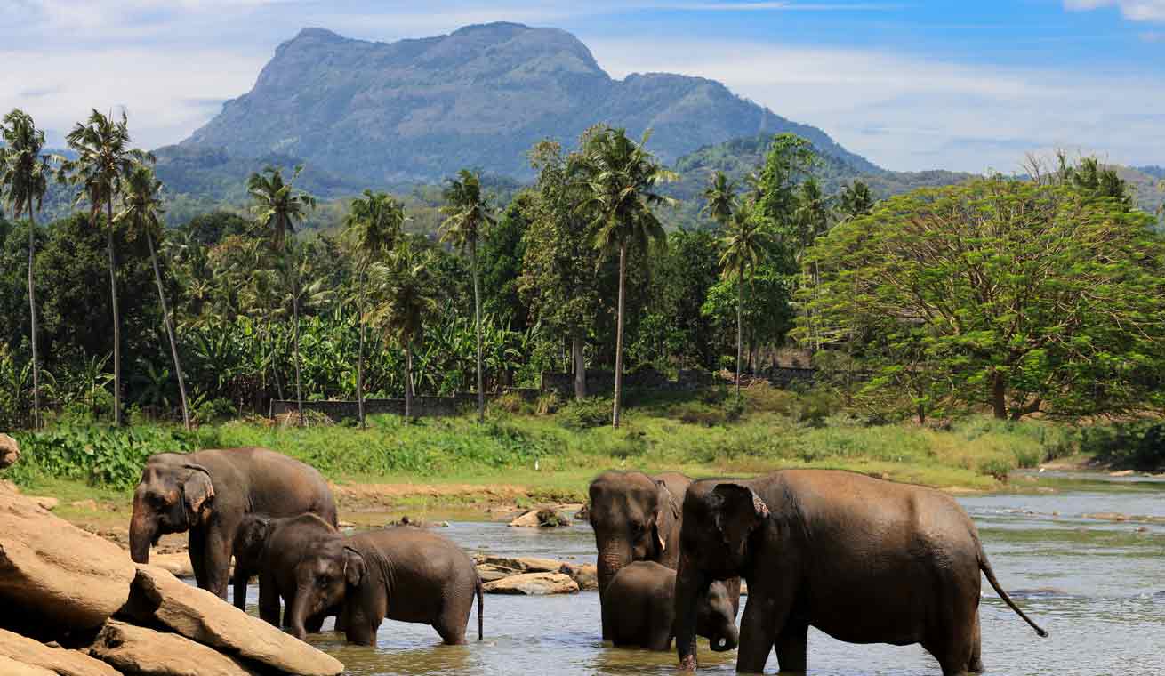 Start your new animal adventure