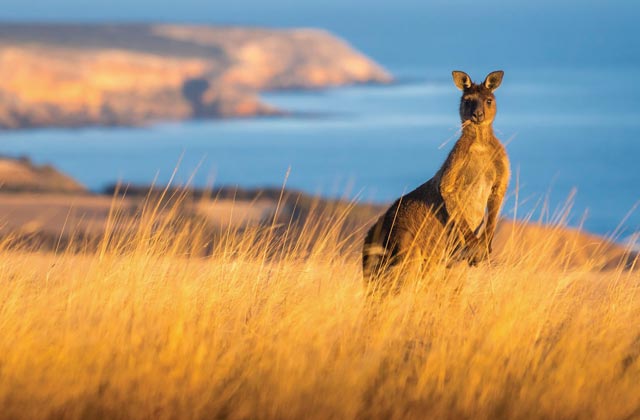 Schütze: Brisbane, Australien