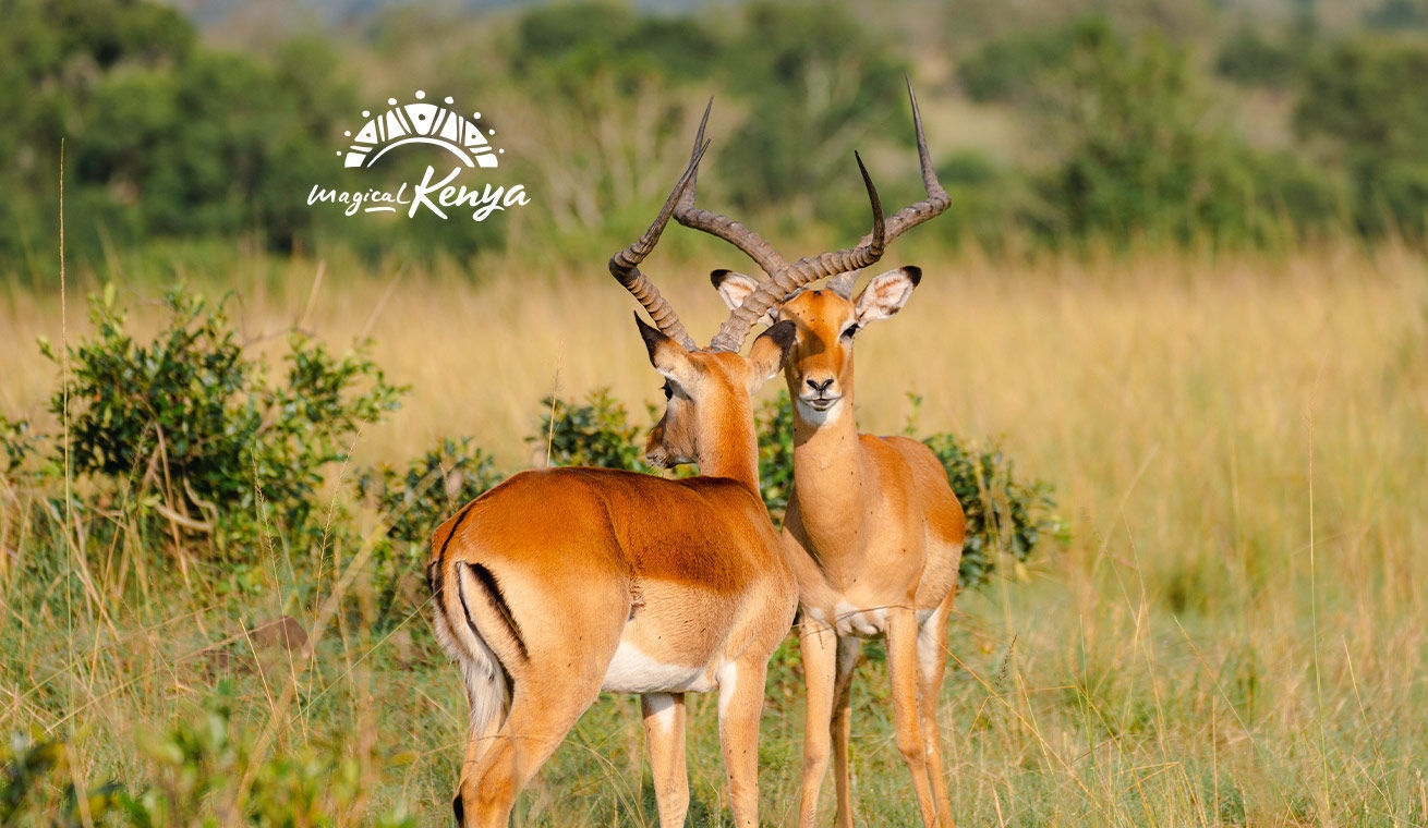 探索魅力非凡的肯尼亚