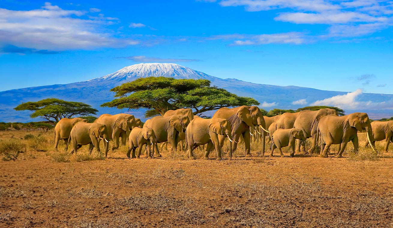 Kilimanjaro, Tanzania image