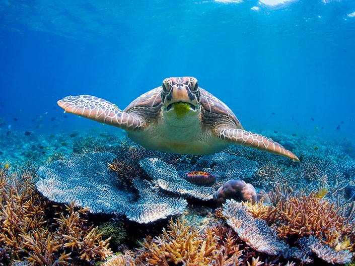 Partez à la rencontre des animaux du Monde