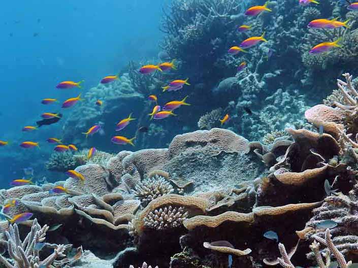 Awaken your senses in the Maldives image